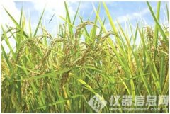 賽默飛發(fā)布同時分析大米中666種農殘組分的GC-MS/MS解決方案..